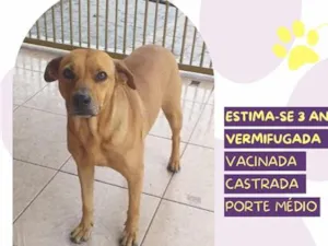 Cachorro raça SRD-ViraLata idade 3 anos nome Caramela