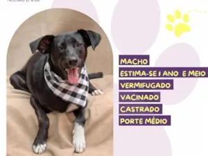 Cachorro raça SRD-ViraLata idade 2 anos nome Lupi