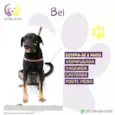Bel