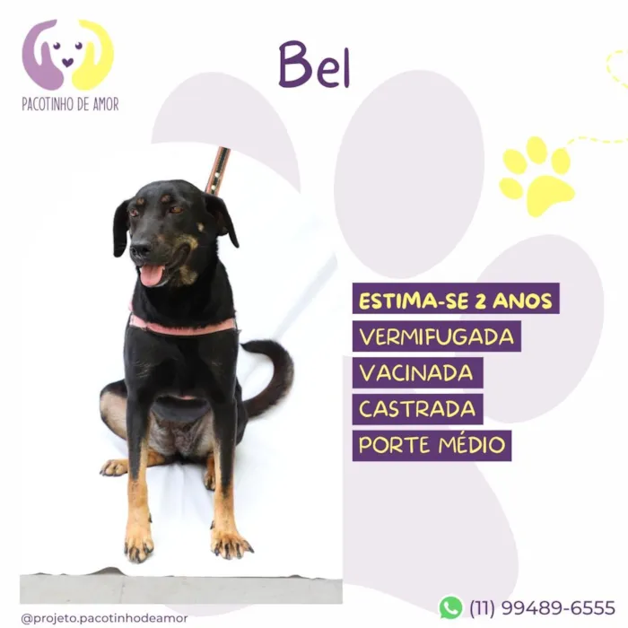Cachorro raça SRD-ViraLata idade 2 anos nome Bel