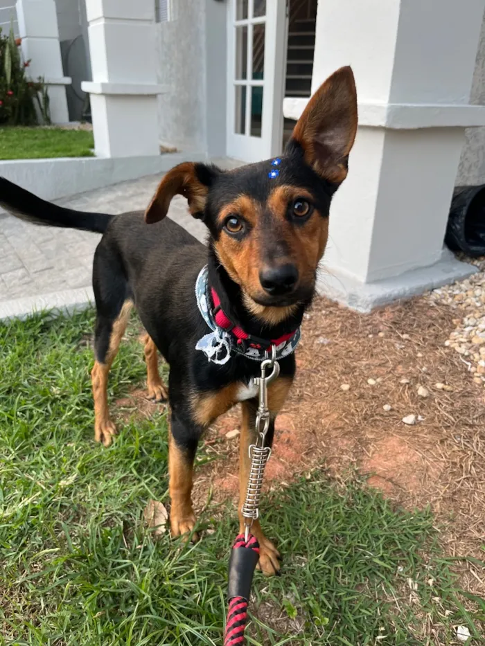Cachorro raça SRD-ViraLata idade 1 ano nome Gutinho