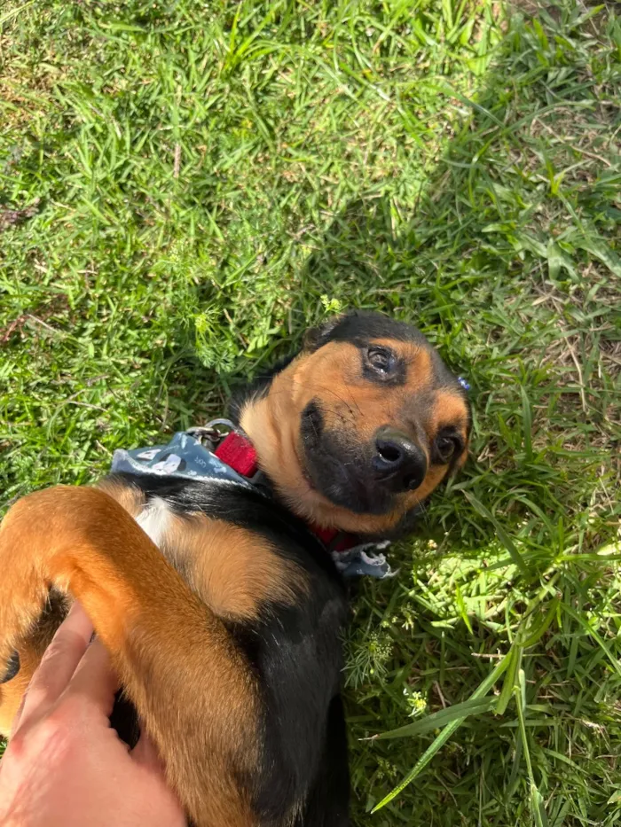 Cachorro raça SRD-ViraLata idade 1 ano nome Gutinho
