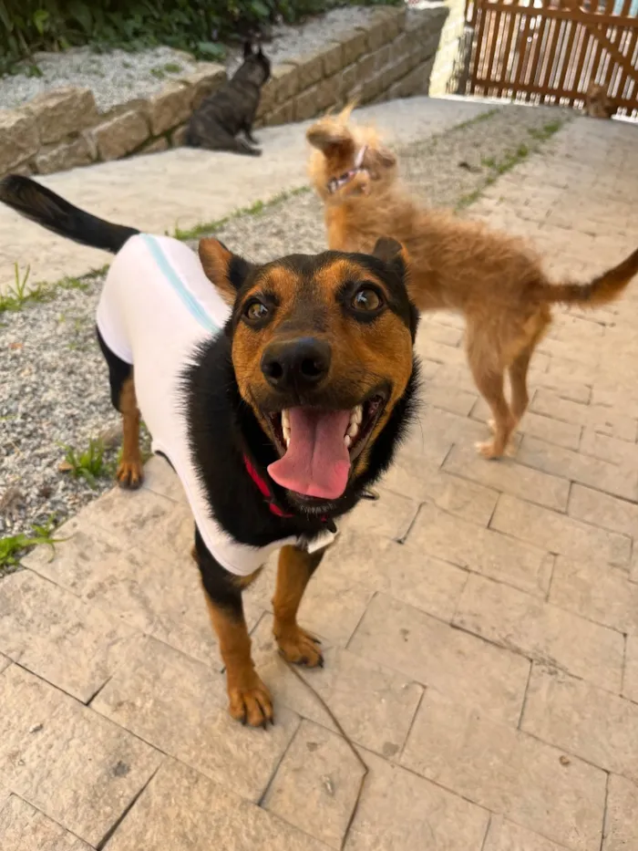 Cachorro raça SRD-ViraLata idade 1 ano nome Gutinho