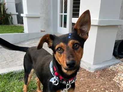 Cachorro raça SRD-ViraLata idade 1 ano nome Gutinho
