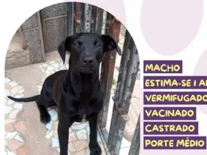 Cachorro raça SRD-ViraLata idade 1 ano nome Luan