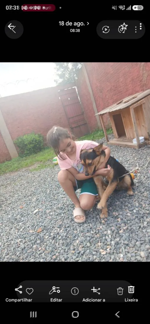 Cachorro raça SRD-ViraLata idade 7 a 11 meses nome lindo Bob