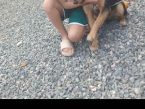 Cachorro raça SRD-ViraLata idade 7 a 11 meses nome lindo Bob