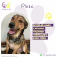 Pluto