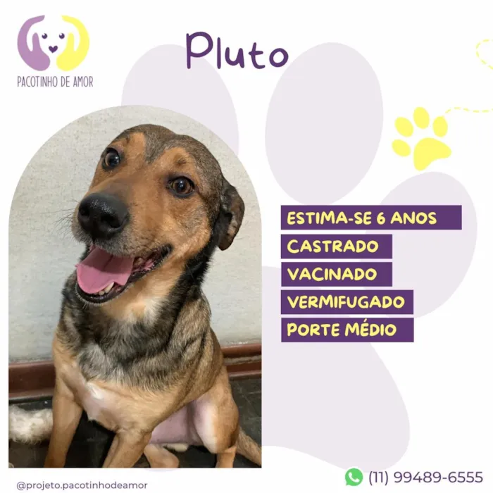 Cachorro raça SRD-ViraLata idade 6 ou mais anos nome Pluto