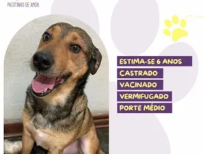 Cachorro raça SRD-ViraLata idade 6 ou mais anos nome Pluto