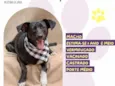 Lupi