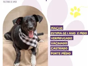 Cachorro raça SRD-ViraLata idade 1 ano nome Lupi