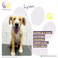 Lyon