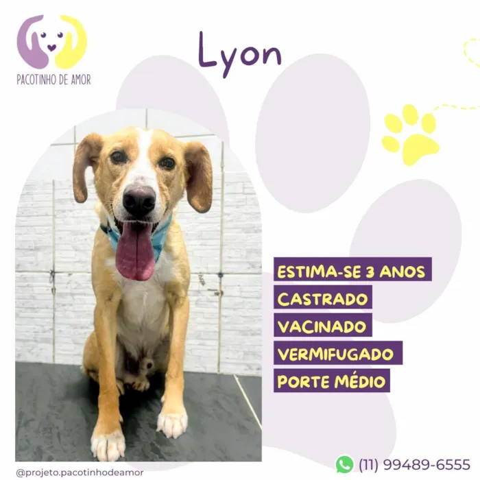 Cachorro raça SRD-ViraLata idade 3 anos nome Lyon