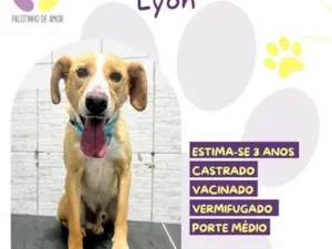 Cachorro raça SRD-ViraLata idade 3 anos nome Lyon