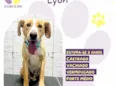 Lyon