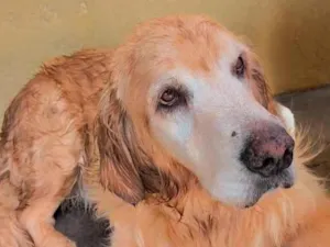 Cachorro raça SRD-ViraLata idade 6 ou mais anos nome Luna