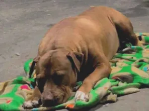 Cachorro raça Pit-Bull idade 5 anos nome Thor