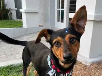 Cachorro raça SRD-ViraLata idade 1 ano nome Gutinho