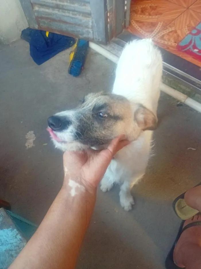 Cachorro raça SRD-ViraLata idade 7 a 11 meses nome Branco