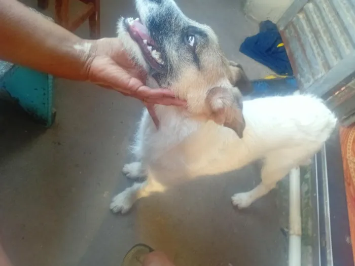 Cachorro raça SRD-ViraLata idade 7 a 11 meses nome Branco
