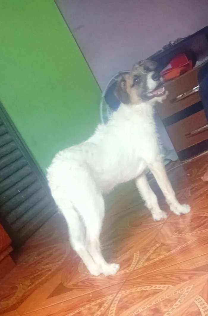 Cachorro raça SRD-ViraLata idade 7 a 11 meses nome Branco