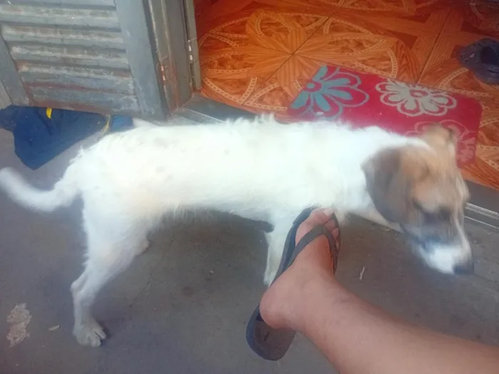 Cachorro raça SRD-ViraLata idade 7 a 11 meses nome Branco