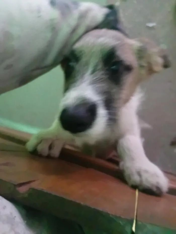 Cachorro raça SRD-ViraLata idade 7 a 11 meses nome Branco