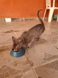 pequeno 