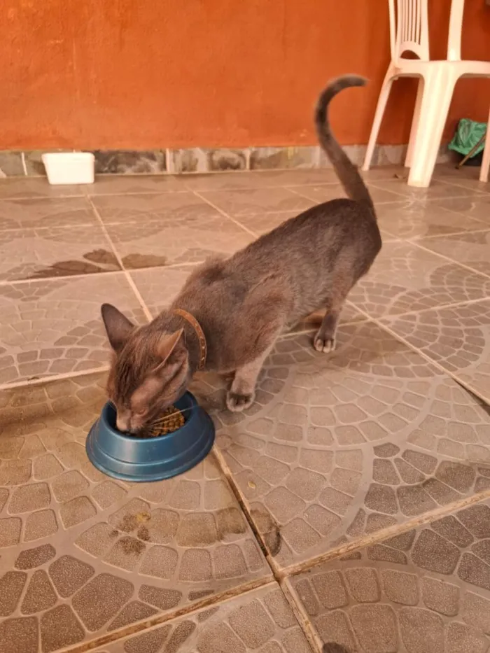 Gato raça SRD-ViraLata idade 2 a 6 meses nome pequeno 