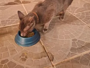 Gato raça SRD-ViraLata idade 2 a 6 meses nome pequeno 