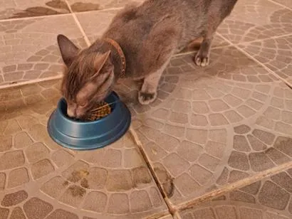 Gato raça SRD-ViraLata idade 2 a 6 meses nome pequeno 