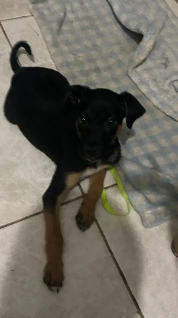 Cachorro raça SRD-ViraLata idade 2 a 6 meses nome Bradoke