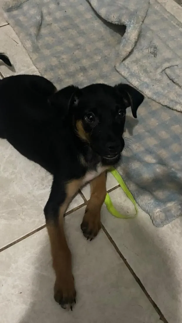 Cachorro raça SRD-ViraLata idade 2 a 6 meses nome Bradoke