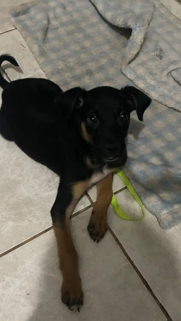 Cachorro raça SRD-ViraLata idade 2 a 6 meses nome Bradoke