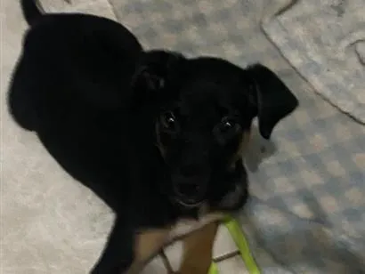 Cachorro raça SRD-ViraLata idade 2 a 6 meses nome Bradoke