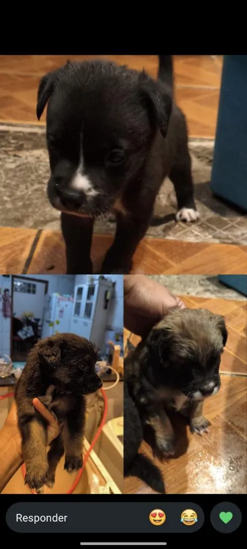 Cachorro raça SRD-ViraLata idade 2 a 6 meses nome sem nome
