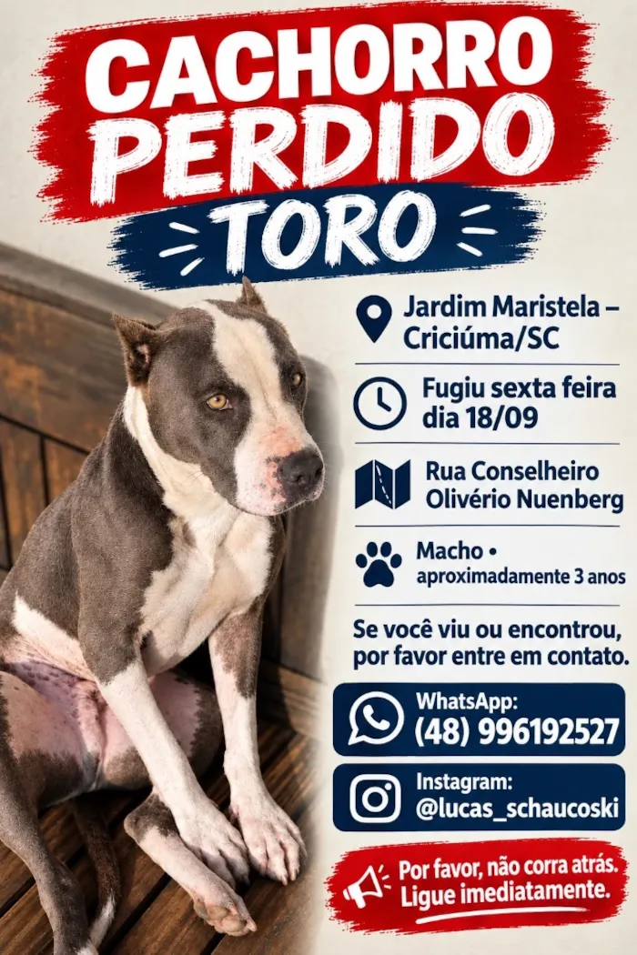 Cachorro raça Pit-Bull idade 3 anos nome Toro