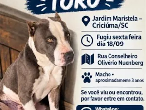 Cachorro raça Pit-Bull idade 3 anos nome Toro