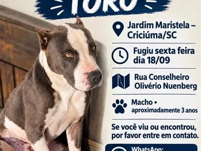 Cachorro raça Pit-Bull idade 3 anos nome Toro