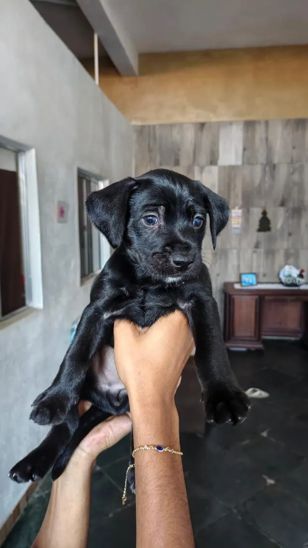 Cachorro raça SRD-ViraLata idade Abaixo de 2 meses nome Sem nome