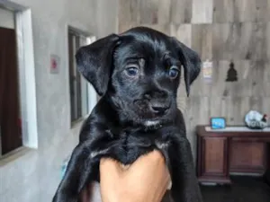 Cachorro raça SRD-ViraLata idade Abaixo de 2 meses nome Sem nome