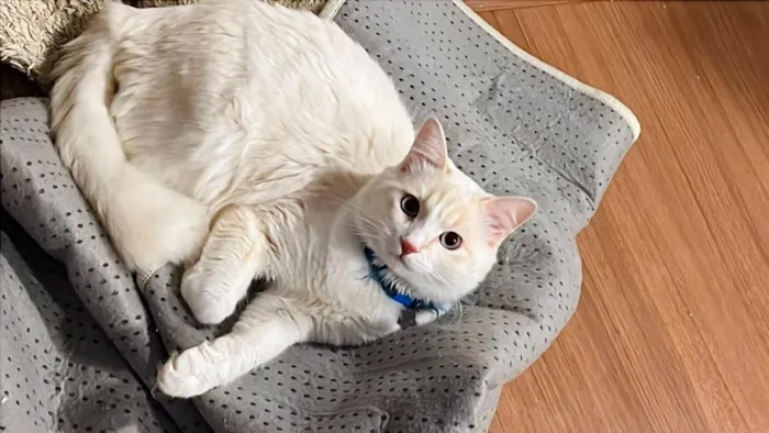 Gato raça Siamês idade 7 a 11 meses nome snow