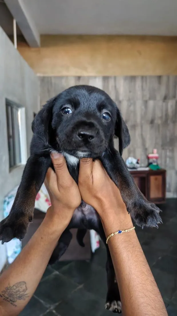 Cachorro raça SRD-ViraLata idade Abaixo de 2 meses nome Sem nome