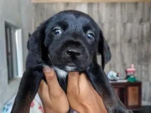 Cachorro raça SRD-ViraLata idade Abaixo de 2 meses nome Sem nome