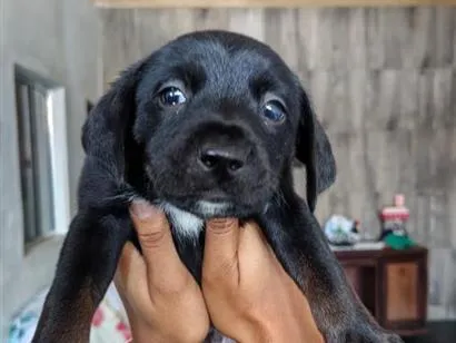Cachorro raça SRD-ViraLata idade Abaixo de 2 meses nome Sem nome