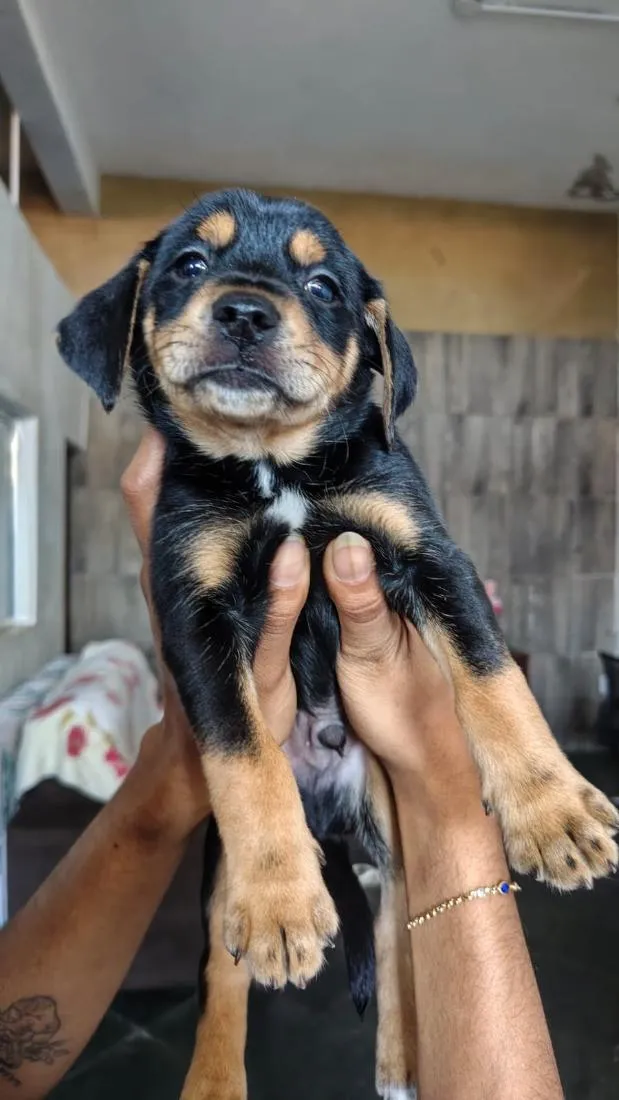 Cachorro raça SRD-ViraLata idade Abaixo de 2 meses nome Sem nome