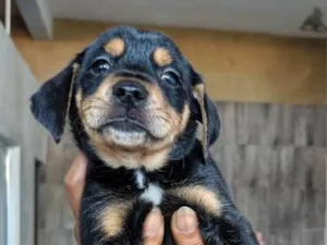Cachorro raça SRD-ViraLata idade Abaixo de 2 meses nome Sem nome