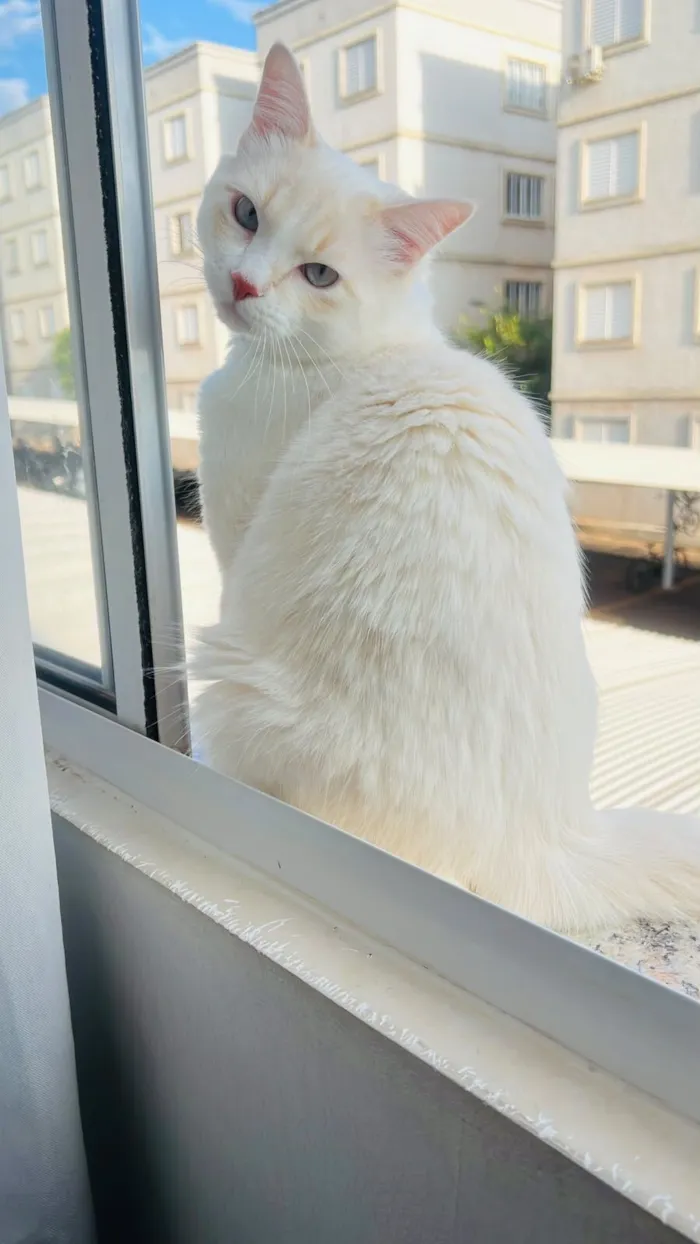Gato raça Siamês idade 7 a 11 meses nome snow