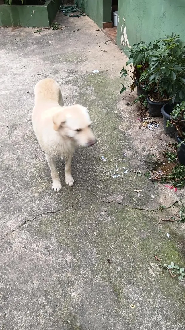 Cachorro raça SRD-ViraLata idade 2 anos nome Onix